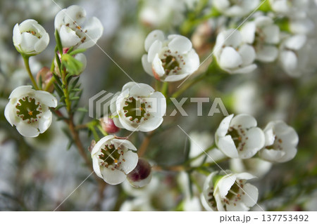Wax flower with white background and white flowers Wax flower with white background and white flowers 137753492