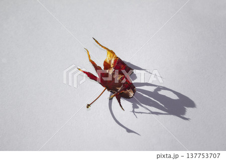 It is a red maple leaf placed on a white background. It is a red maple leaf placed on a white background. 137753707