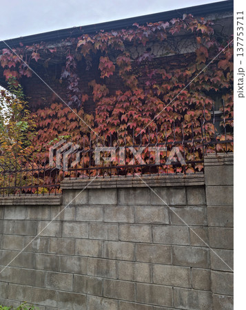 A house wall with red vines	 137753711