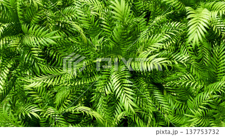 Top view close up of lush bush green leaves palm tree plants in tropical forest. Nature Background. Top view close up of lush bush green leaves palm tree plants in tropical forest. Nature Background. 137753732