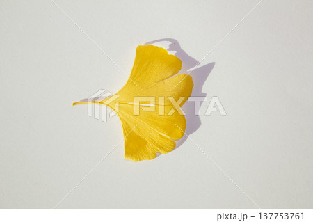 These are ginkgo leaves that have turned yellow. 137753761