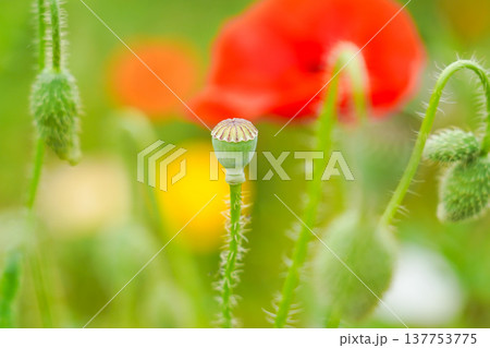 ポピーの蕾 137753775