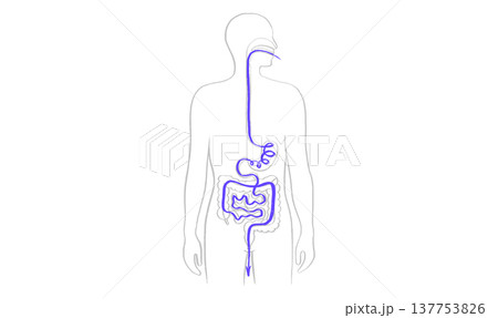 Digestive system diagram Digestive system diagram 137753826