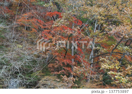 秋の帝釈峡　神龍湖 137753897