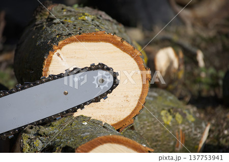 Close-up of a chainsaw bar and chain cutting through a freshly cut log 137753941