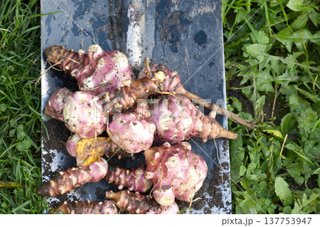 Freshly dug Jerusalem artichoke sunchokes on shovel Freshly dug Jerusalem artichoke sunchokes on shovel 137753947