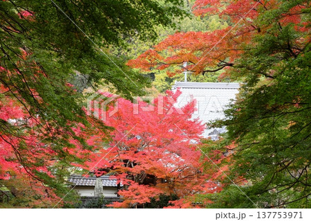色づくイロハモミジの葉 紅葉 色づくイロハモミジの葉 紅葉 137753971