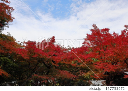 色づくイロハモミジの葉 紅葉 色づくイロハモミジの葉 紅葉 137753972