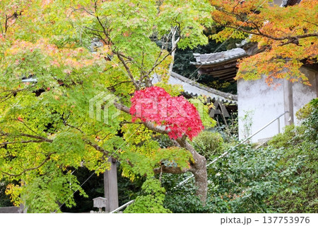 色づくイロハモミジの葉　紅葉 137753976