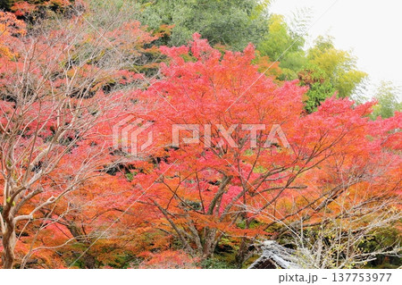 色づくイロハモミジの葉　紅葉 137753977