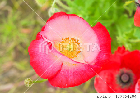 鮮やかなポピー 137754204