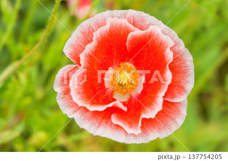 赤白二色のポピー（ピコティ） 137754205