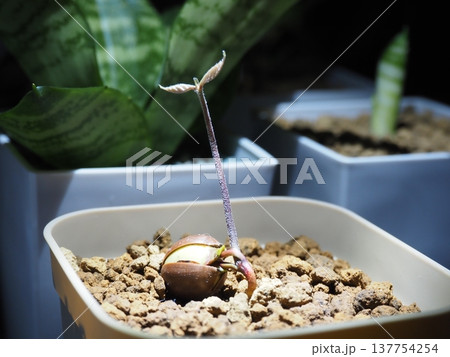 発芽した樫のドングリ 137754254