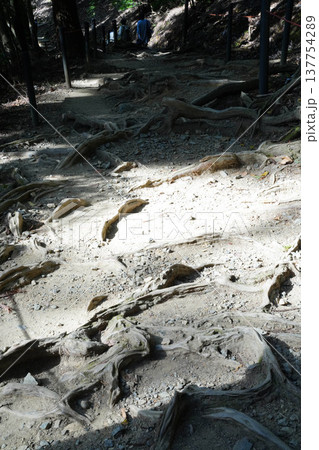 鞍馬寺奥之院への途中の木根の道 鞍馬寺奥之院への途中の木根の道 137754289