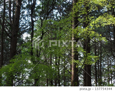 森の中の新緑 137754344