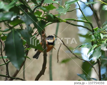 枝にとまるヤマガラ 枝にとまるヤマガラ 137754350