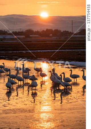【庄内の野生動物】白鳥と朝日の上る田園風景 【庄内の野生動物】白鳥と朝日の上る田園風景 137754438