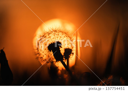 夕焼け空とたんぽぽの綿毛 137754451