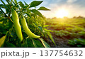 Green chili pepper plant field sunlight morning farm 137754632