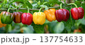 Bell pepper capsicum vegetable agriculture farm ripe colorful garden organic harvest bell pepper capsicum vegetable agriculture farm ripe colorful 137754633