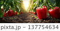 Red bell pepper farm harvest, ripe capsicum vegetable field, organic agriculture at sunrise, fresh food concept, vibrant garden row 137754634