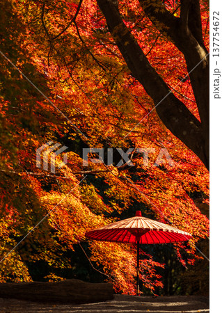 秋の長崎県雲仙市　紅葉の三十路苑 137754672