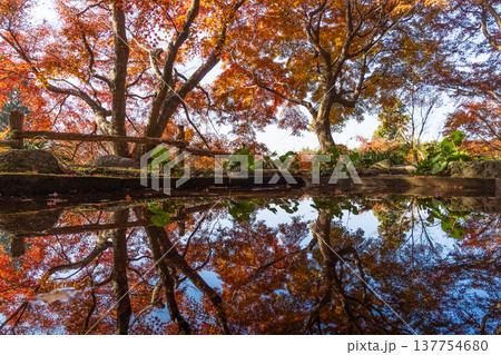 秋の長崎県雲仙市 紅葉の三十路苑 秋の長崎県雲仙市 紅葉の三十路苑 137754680
