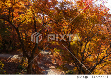 秋の長崎県雲仙市 紅葉の三十路苑 秋の長崎県雲仙市 紅葉の三十路苑 137754681