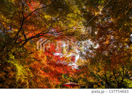 秋の長崎県雲仙市　紅葉の三十路苑 137754683