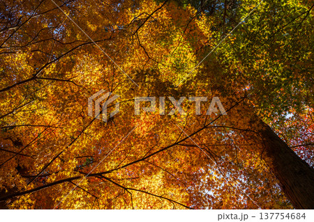 秋の長崎県雲仙市 紅葉の三十路苑 秋の長崎県雲仙市 紅葉の三十路苑 137754684