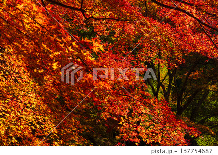 秋の長崎県雲仙市 紅葉の三十路苑 秋の長崎県雲仙市 紅葉の三十路苑 137754687