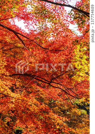 秋の長崎県雲仙市 紅葉の三十路苑 秋の長崎県雲仙市 紅葉の三十路苑 137754689