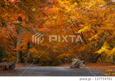 秋の長崎県雲仙市 紅葉の三十路苑 秋の長崎県雲仙市 紅葉の三十路苑 137754701