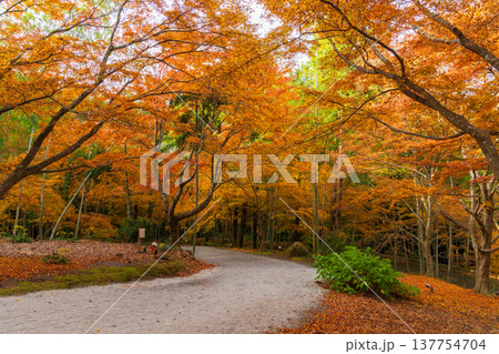 秋の長崎県雲仙市　紅葉の三十路苑 137754704