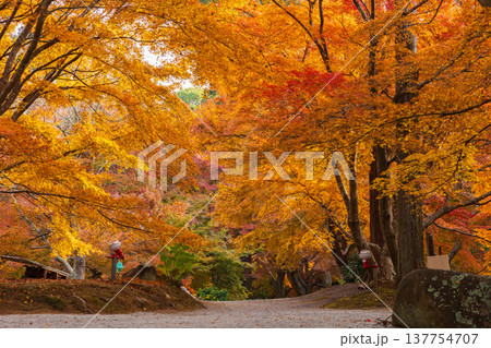 秋の長崎県雲仙市　紅葉の三十路苑 137754707