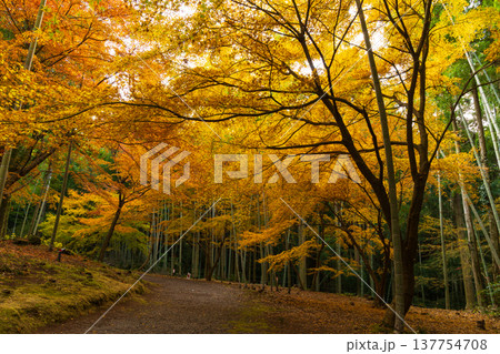 秋の長崎県雲仙市 紅葉の三十路苑 秋の長崎県雲仙市 紅葉の三十路苑 137754708