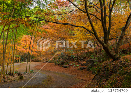 秋の長崎県雲仙市　紅葉の三十路苑 137754709
