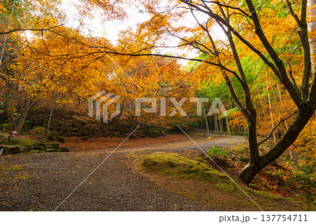 秋の長崎県雲仙市 紅葉の三十路苑 秋の長崎県雲仙市 紅葉の三十路苑 137754711