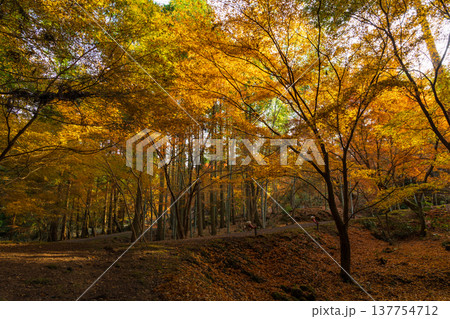 秋の長崎県雲仙市 紅葉の三十路苑 秋の長崎県雲仙市 紅葉の三十路苑 137754712