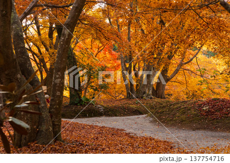 秋の長崎県雲仙市 紅葉の三十路苑 秋の長崎県雲仙市 紅葉の三十路苑 137754716