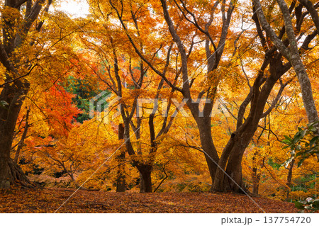 秋の長崎県雲仙市　紅葉の三十路苑 137754720