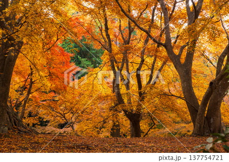 秋の長崎県雲仙市 紅葉の三十路苑 秋の長崎県雲仙市 紅葉の三十路苑 137754721
