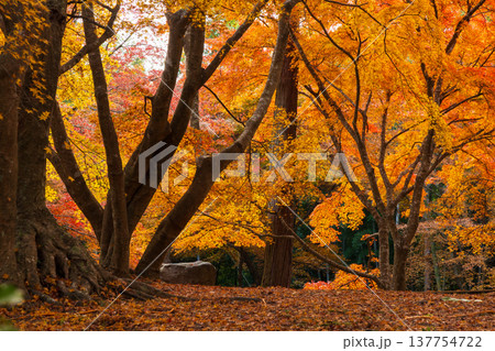 秋の長崎県雲仙市　紅葉の三十路苑 137754722