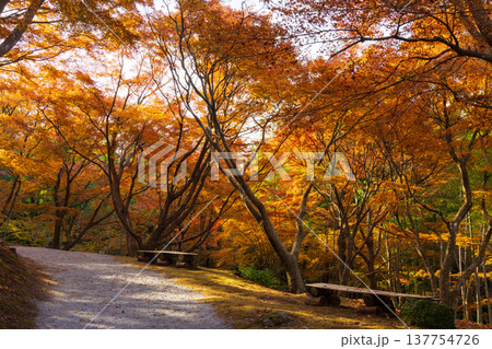 秋の長崎県雲仙市 紅葉の三十路苑 秋の長崎県雲仙市 紅葉の三十路苑 137754726