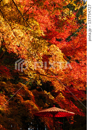 秋の長崎県雲仙市 紅葉の三十路苑 秋の長崎県雲仙市 紅葉の三十路苑 137754727