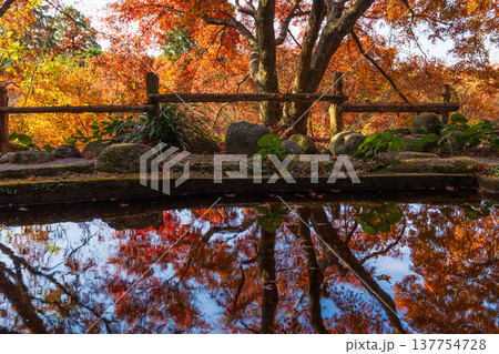 秋の長崎県雲仙市 紅葉の三十路苑 秋の長崎県雲仙市 紅葉の三十路苑 137754728
