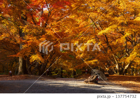秋の長崎県雲仙市　紅葉の三十路苑 137754732