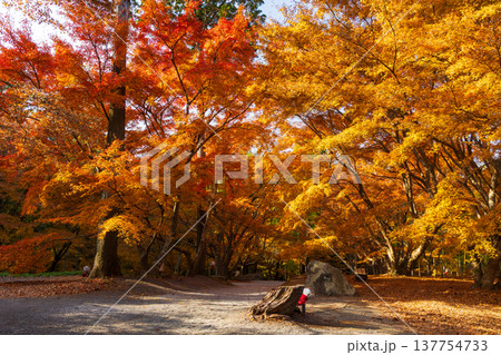 秋の長崎県雲仙市　紅葉の三十路苑 137754733