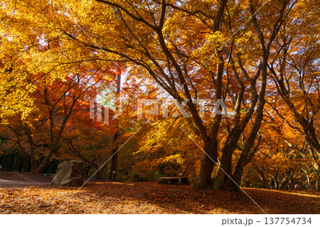 秋の長崎県雲仙市　紅葉の三十路苑 137754734