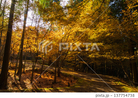 秋の長崎県雲仙市 紅葉の三十路苑 秋の長崎県雲仙市 紅葉の三十路苑 137754738